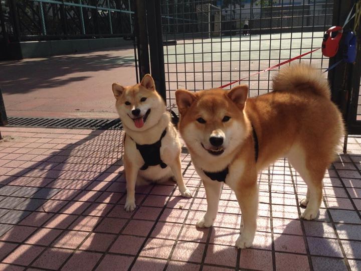 球网隔开两片大陆，一场胜局与一个男人的灼热归来
