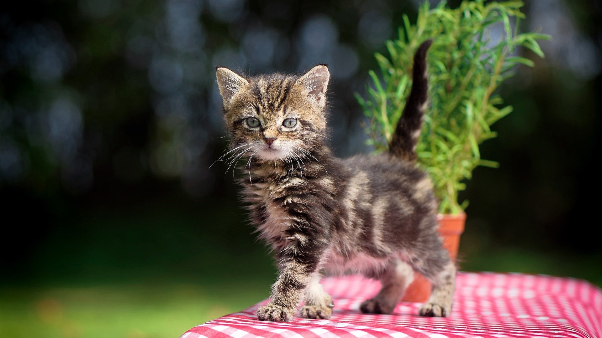 球网隔开两片大陆，一场胜局与一个男人的灼热归来