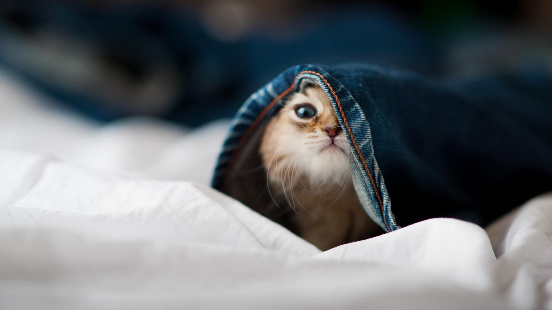 德里赫特锁死埃及神灯，战术棋局下利物浦的信仰危机