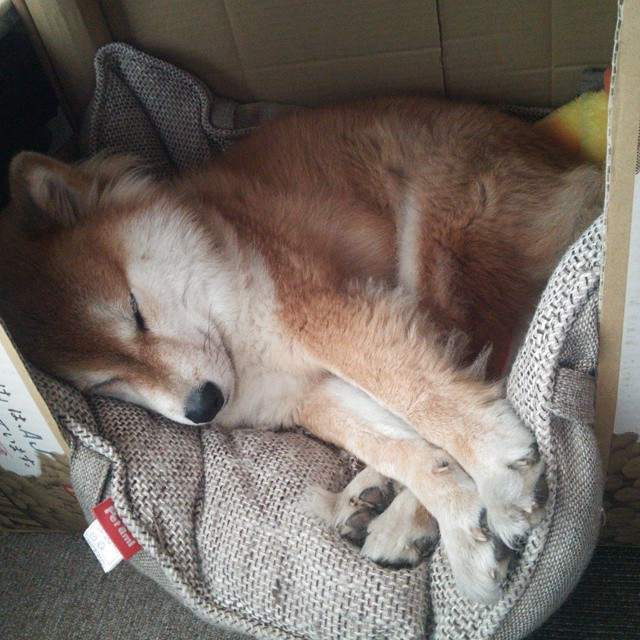 冰与火之歌,杰伦格林点燃吉林,北境铁骑难挡寒潮