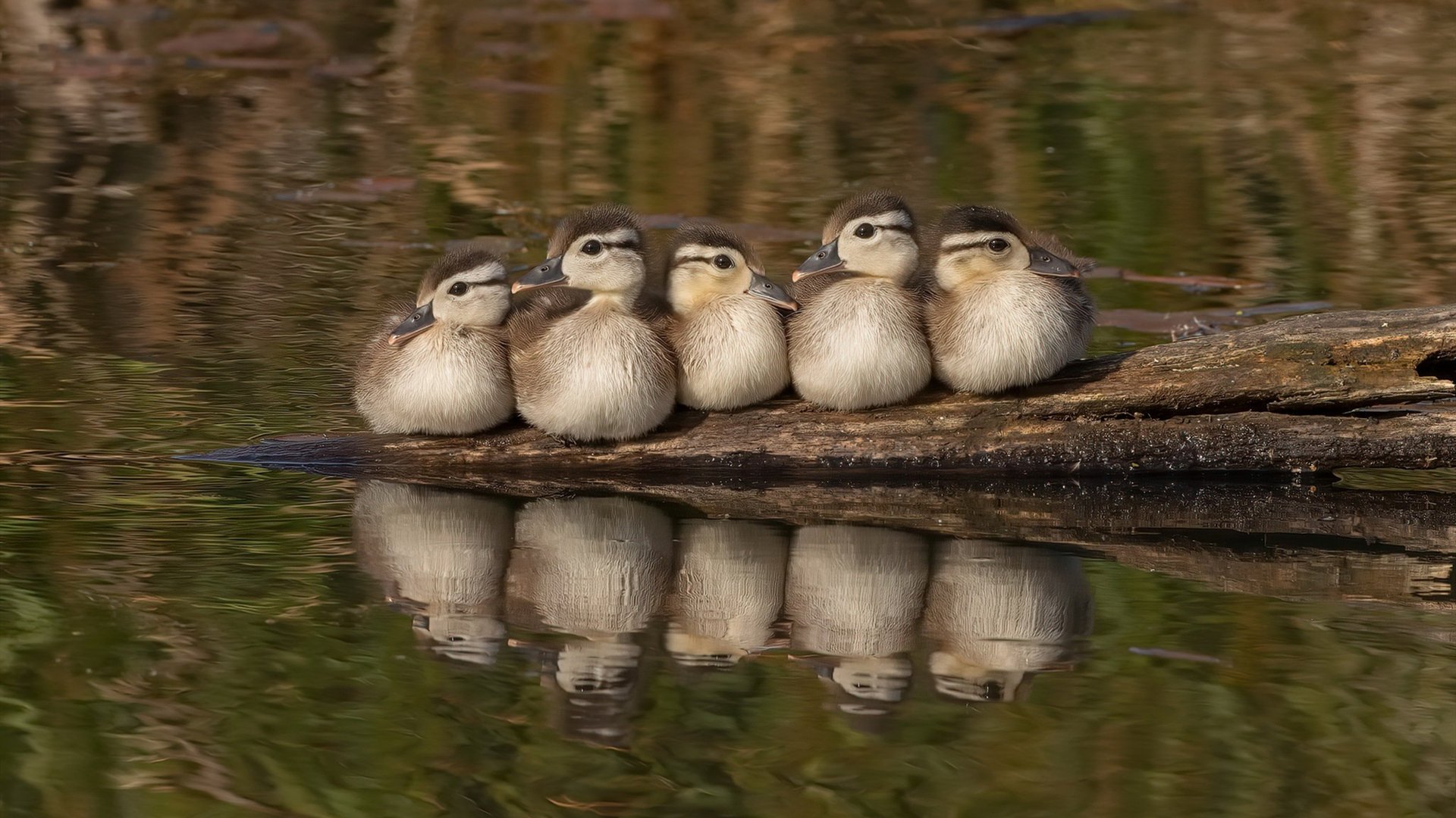 正名之战,杰伦·格林在步行者对阵灰熊的焦点战中证明自我