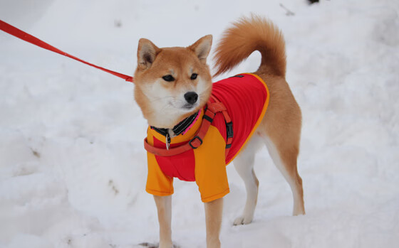 圣基耶萨的加时祷文，当信仰照亮斯坦福桥的漫漫长夜