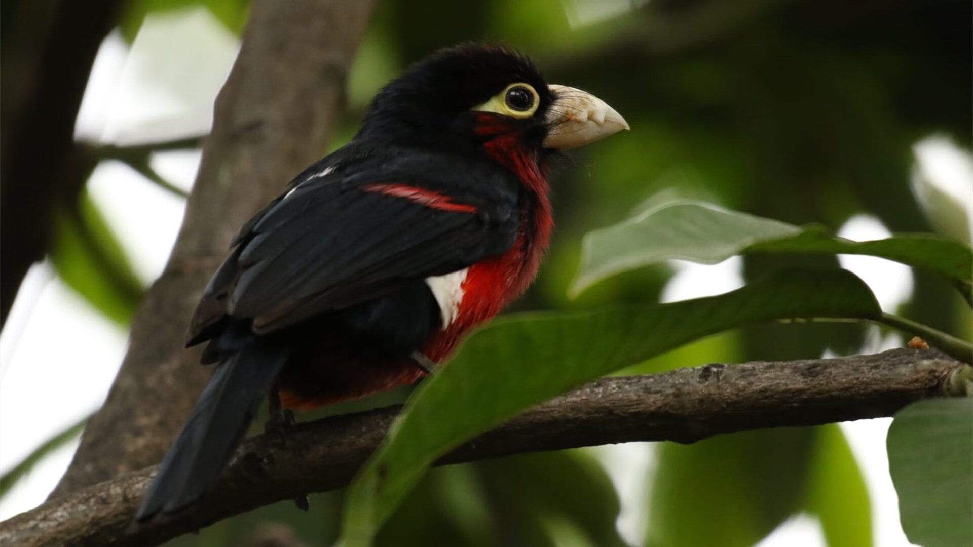 那一夜璀璨如银河，莱万的生涯之夜如何凝成永恒瞬间