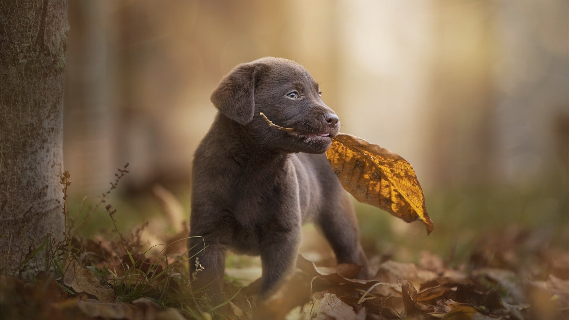 当东欧铁骑遇上欧洲红魔，唯一不变的是迪马利亚的剑