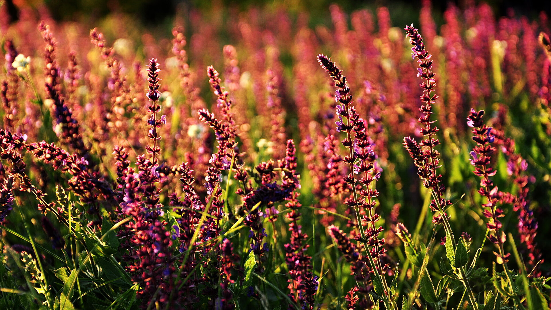 钢铁防线的指挥家,阿拉巴用数据谱写比利时与智利之战的双簧戏