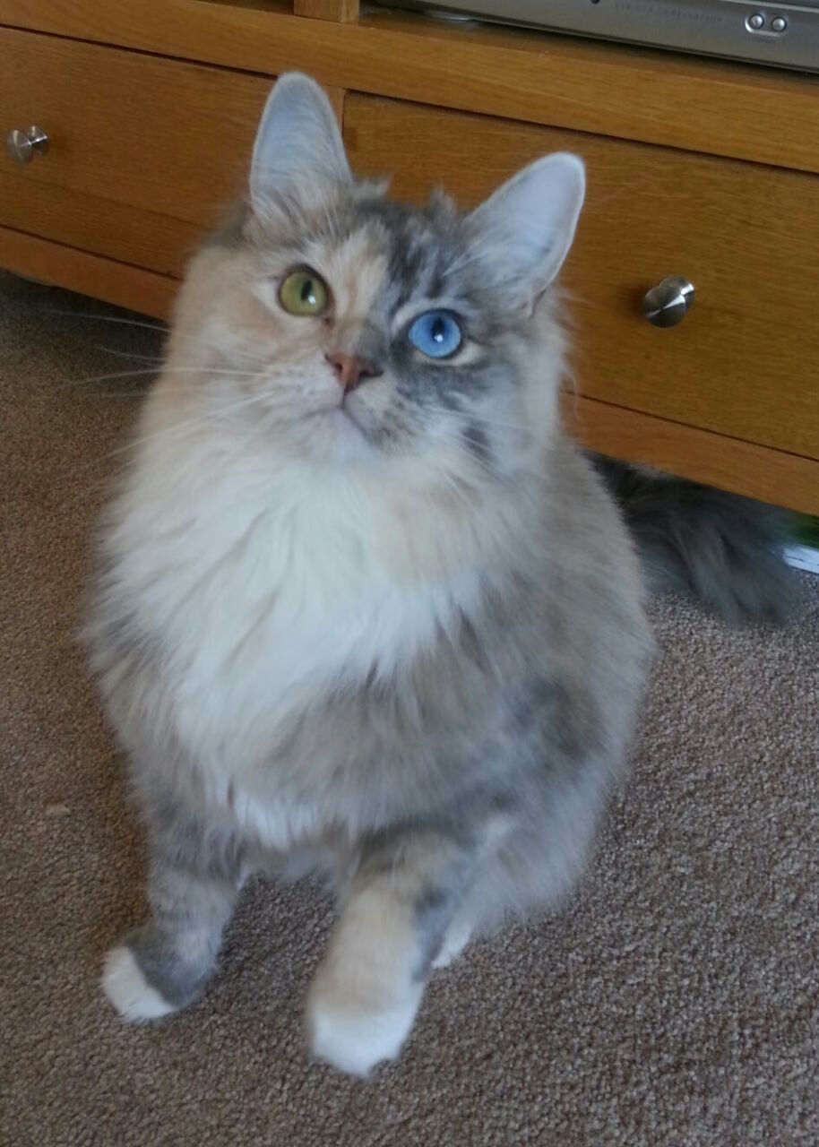 皮克的节奏交响曲，挪威以战术洪流冲垮加纳