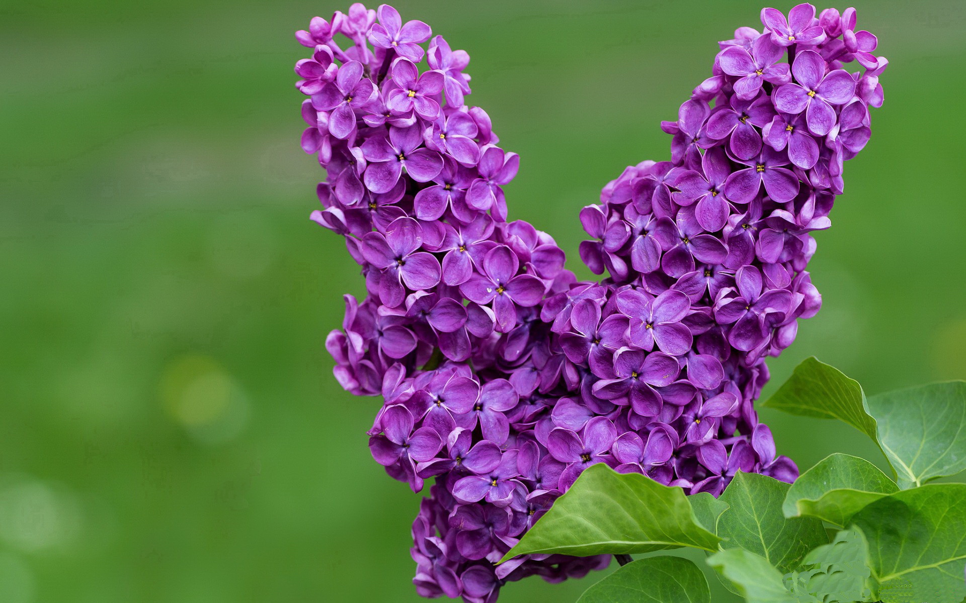 绿茵场上的唯一性,当伊布化为枷锁,巴拉圭掀起钢铁洪流