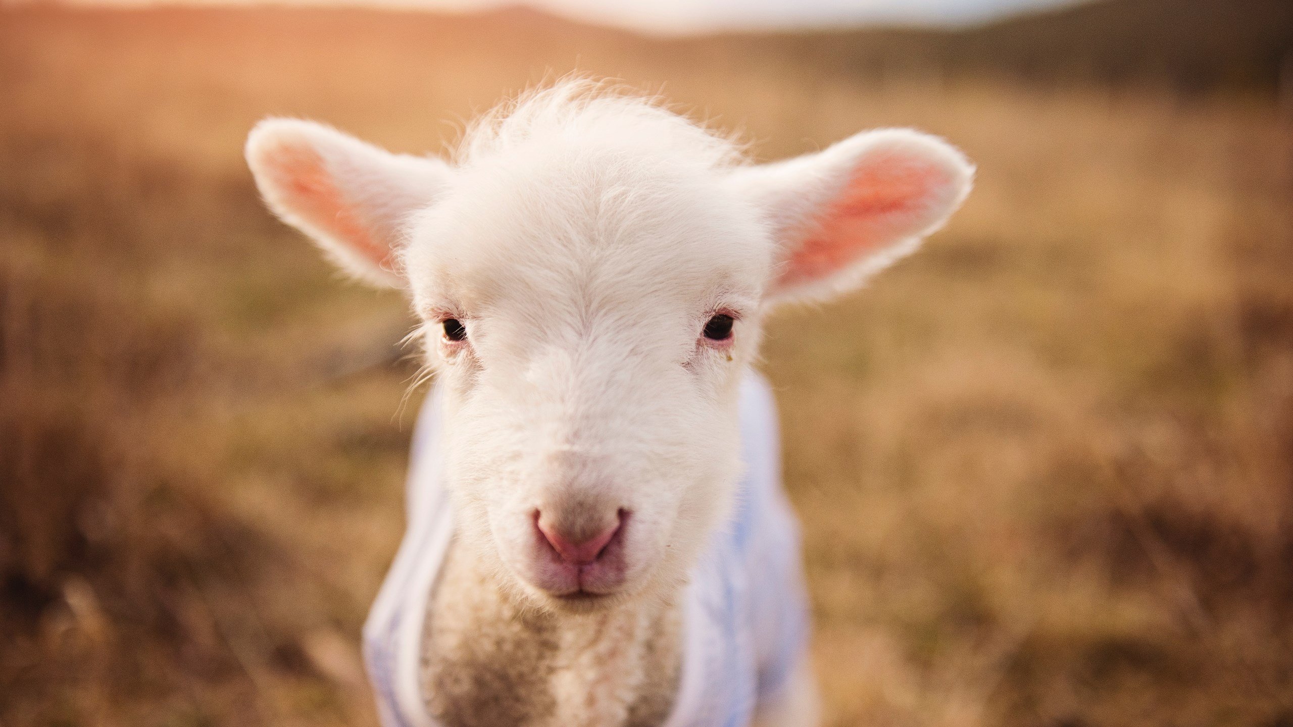 范戴克一夫当关,摩洛哥用荷兰铁闸锁死瑞士,书写防守艺术新篇章