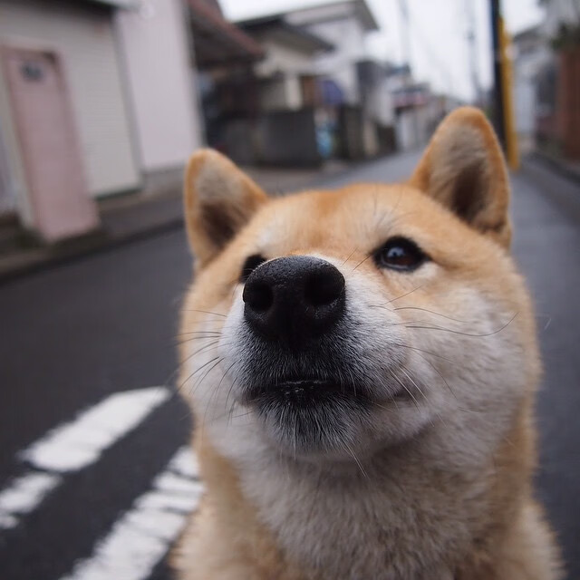 波斯铁骑踏碎文艺复兴之梦，当伊萨克在佛罗伦萨打出史诗级数据