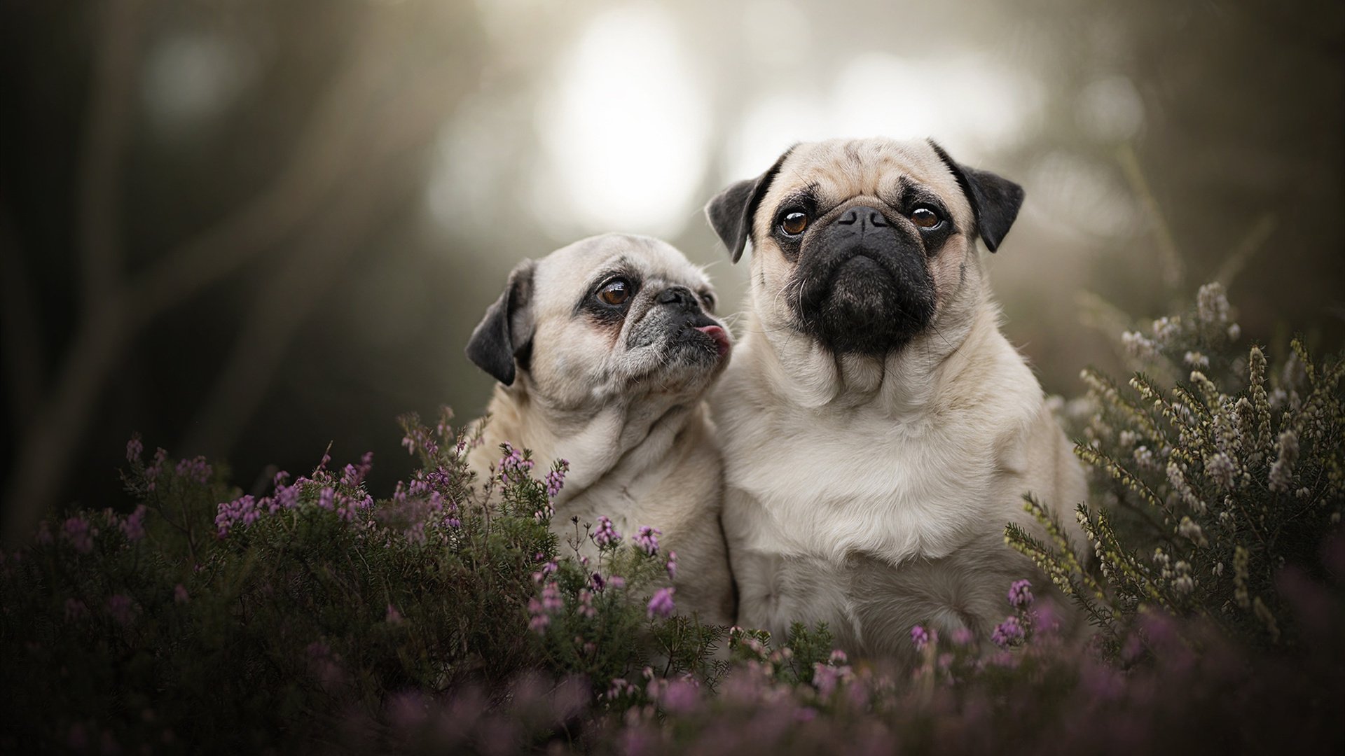 防守冰封，戈贝尔降维打击，开拓者三分雨下灰熊窒息