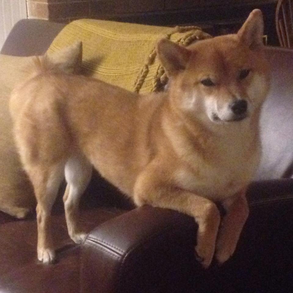 篮球智慧的胜利,深圳战术教科书与约基奇的总决赛统治力