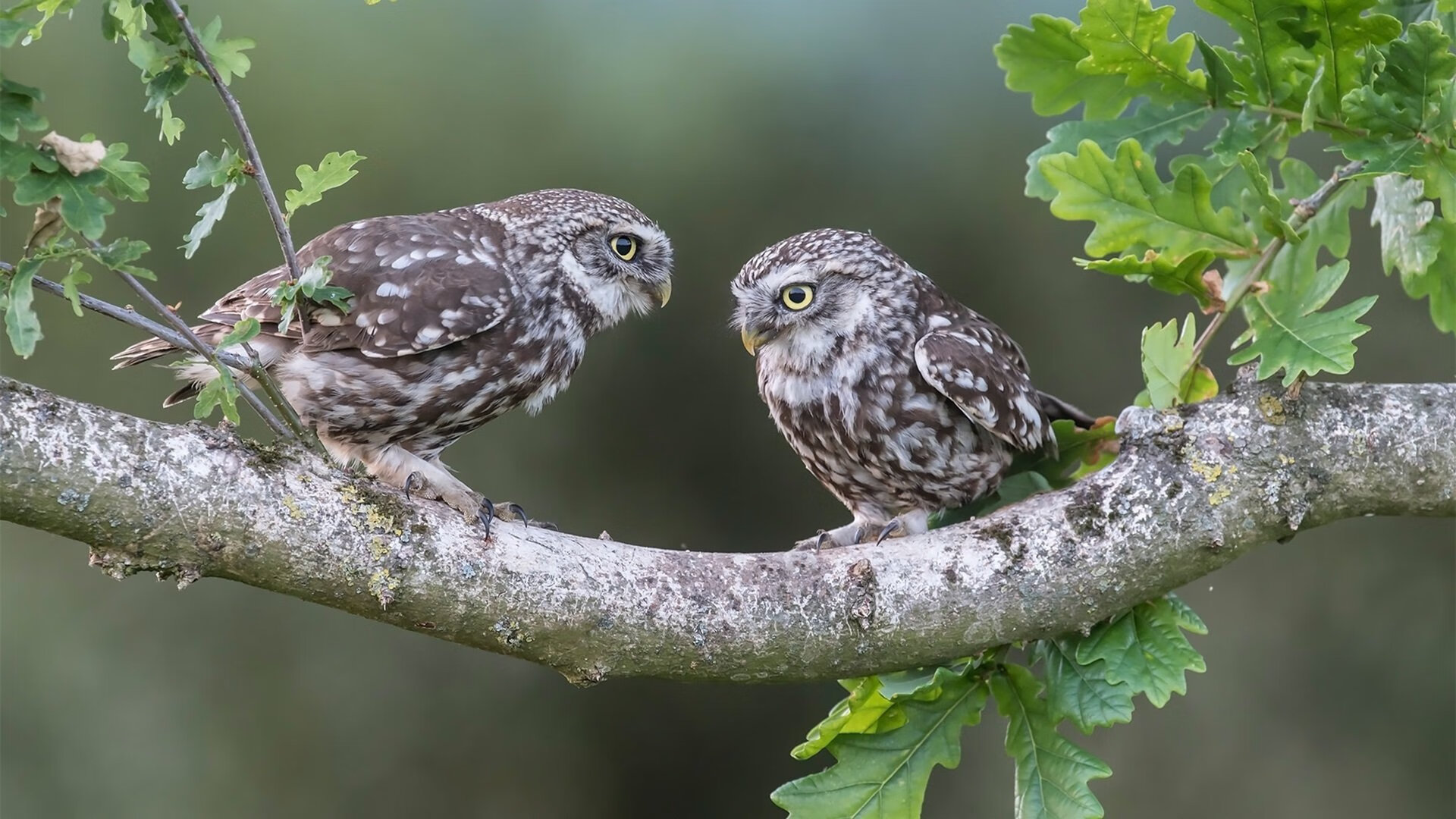 冰与火的淬炼,马克西的11分钟接管如何诠释马刺哲学