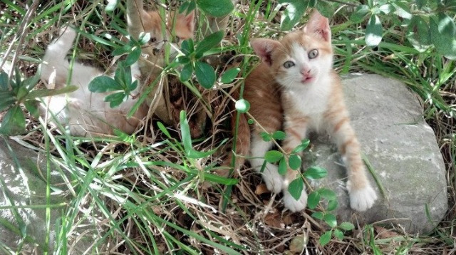 夜刃出鞘,巴林烽火中,恩佐之名在关键弯角凛然觉醒